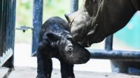 Anak Badak Sumatera (Dicerorhinus sumatrensis) berjenis kelamin jantan lahir dari induk bernama Delilah di Suaka Rhino Sumatera Taman Nasional Way Kambas (SRS TNWK) di Lampung Timur, pada hari Sabtu (25/11).
